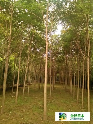 千頭椿苗木的南北種植熱土 遼寧、山西、山東及河北保定博野金澤基地