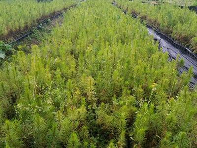 忻城苗木栽培正當時，林業(yè)產(chǎn)業(yè)鋪就脫貧致富路