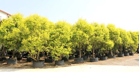 行情回暖，機遇與挑戰(zhàn)并存——深度解析苗木市場新趨勢與苗圃發(fā)展策略