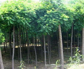 8公分香花槐苗木供應指南 價格行情與優(yōu)質(zhì)廠家推薦