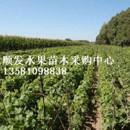 創(chuàng)新驅(qū)動綠色未來 水果苗木在林業(yè)種殖中的發(fā)展路徑與前景